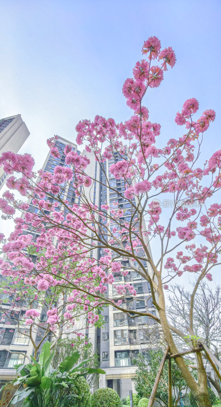 盛开的紫花风铃木