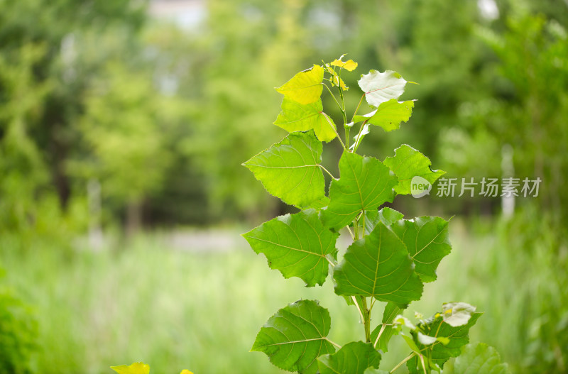 生长旺盛的杨树苗