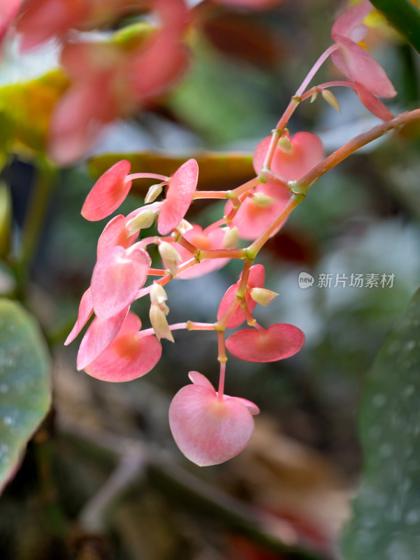 秋海棠开花特写