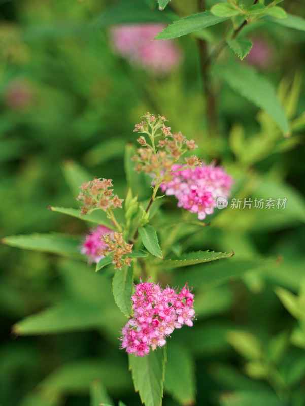 植物素材——绣线菊