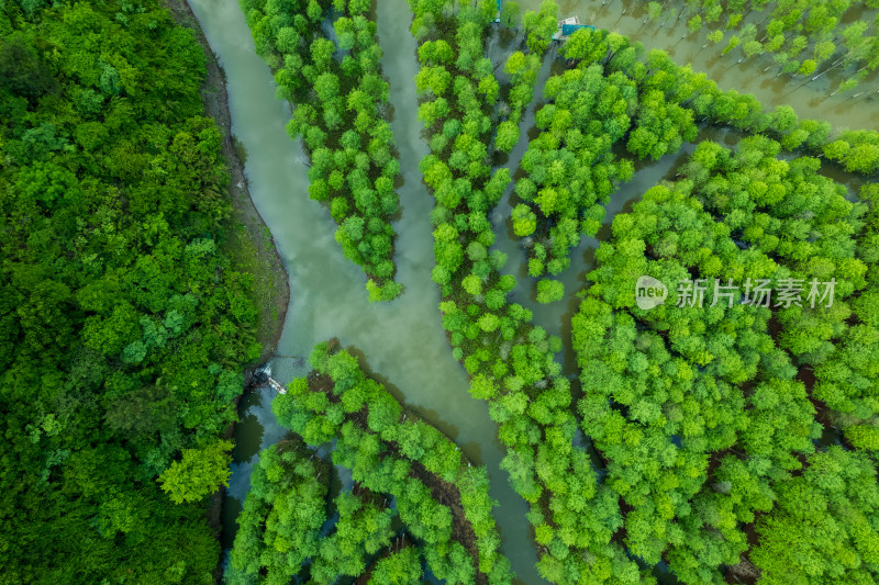 航拍森林河流绿色景观