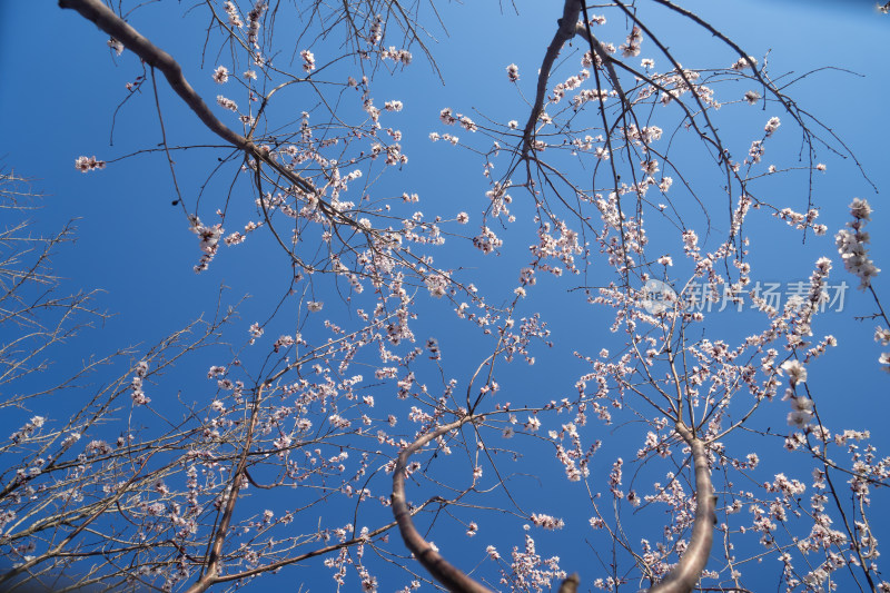 春天的桃花山桃花