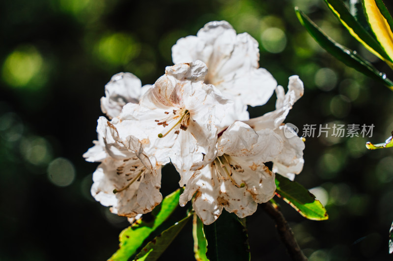 丽江玉龙雪山野生杜鹃花