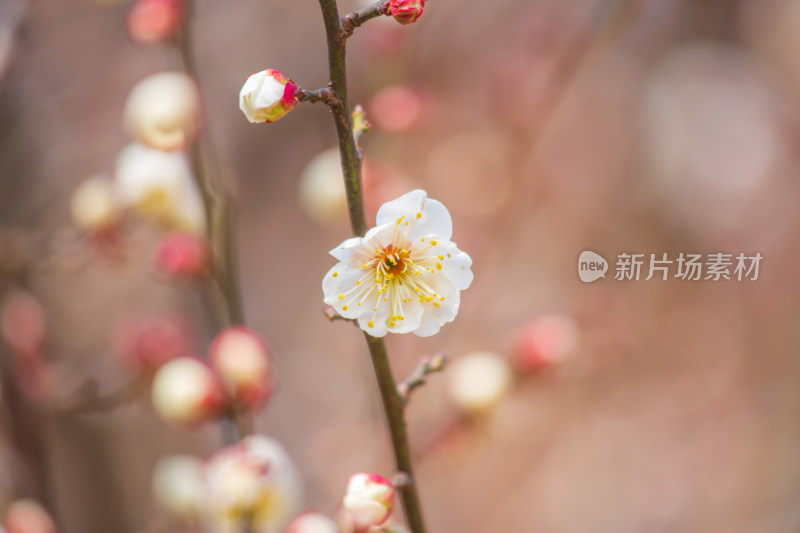 枝头绽放的梅花与含苞待放的花骨朵