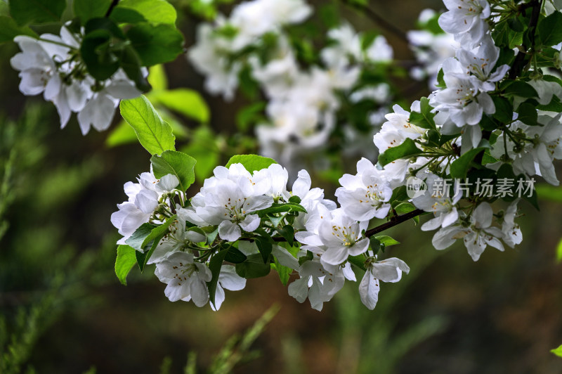 春天白色海棠花梨花