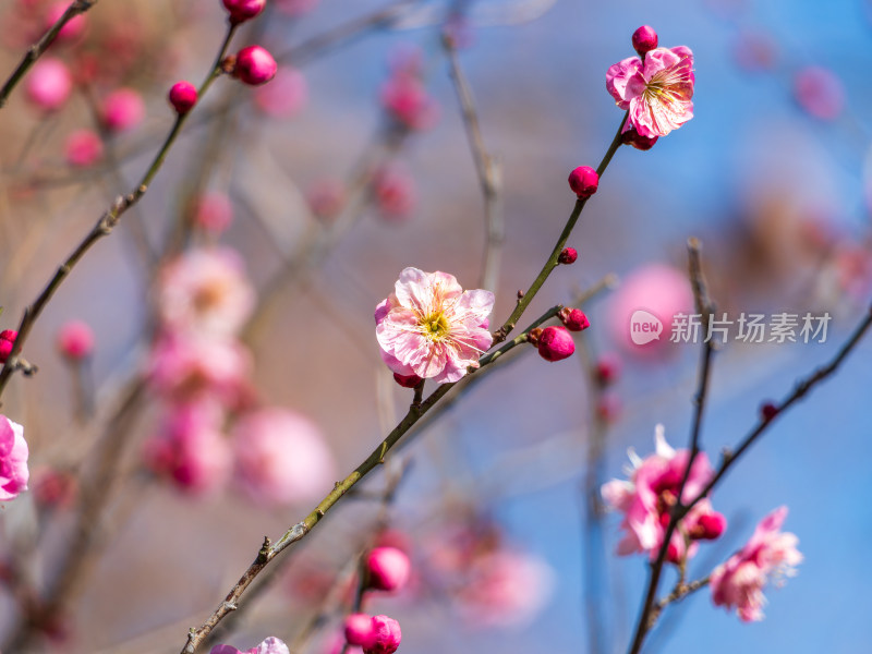 枝头梅花初绽，春意盎然的景象