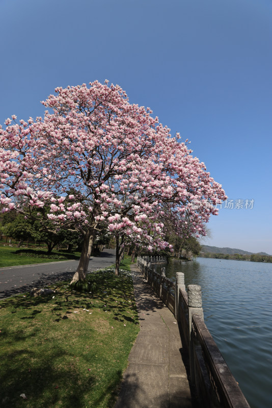 杭州西湖第一名园西湖国宾馆 湖边的玉兰花