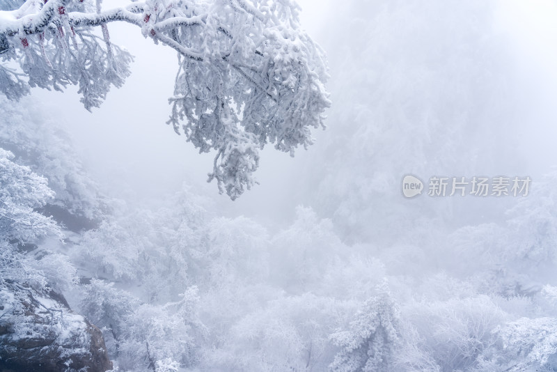 冬季大雪树木雾凇雪挂