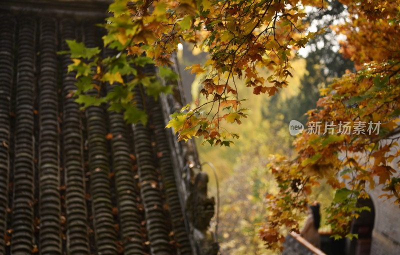 古树秋叶掩映下的潭柘寺古建筑