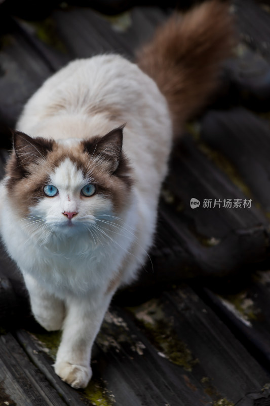 布偶小猫咪