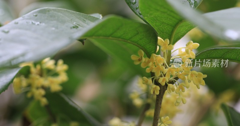 淡雅的黄色花朵桂花