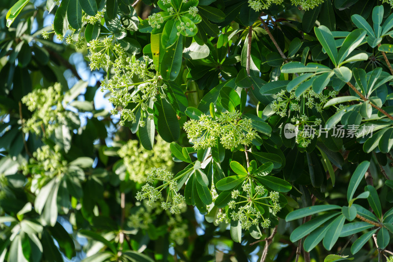 糖胶树枝叶繁茂的绿树及树上的白色小花