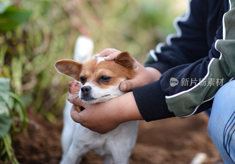 孩子的手抓着可爱的小狗