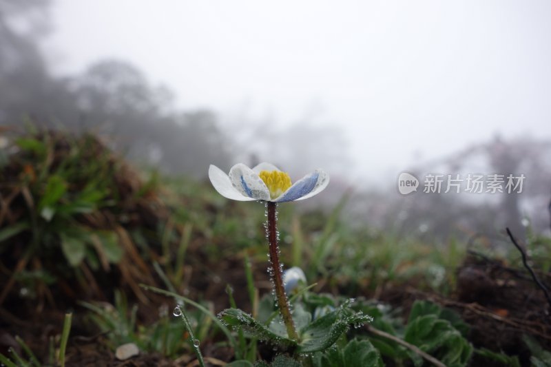 雨中银莲花