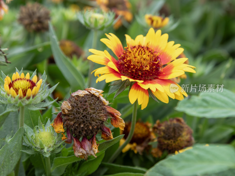 花，菊花，天人菊，虎皮菊，美丽的花