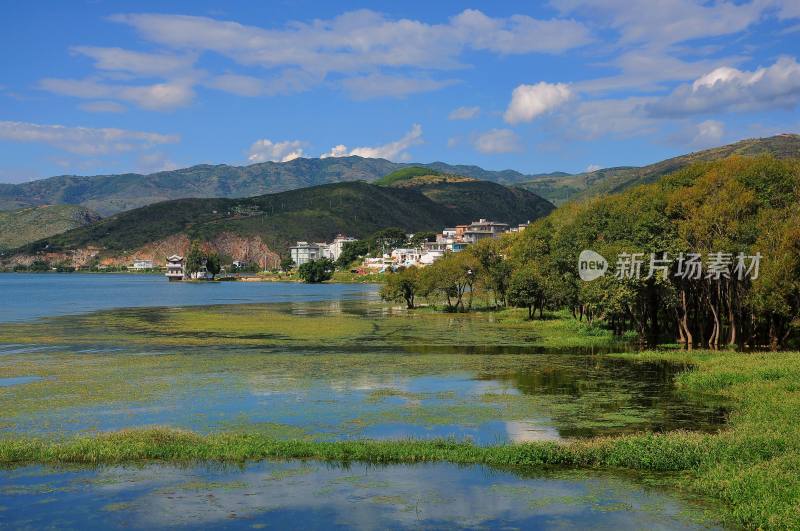 冬天洱海的金黄色和湛蓝的天空云彩