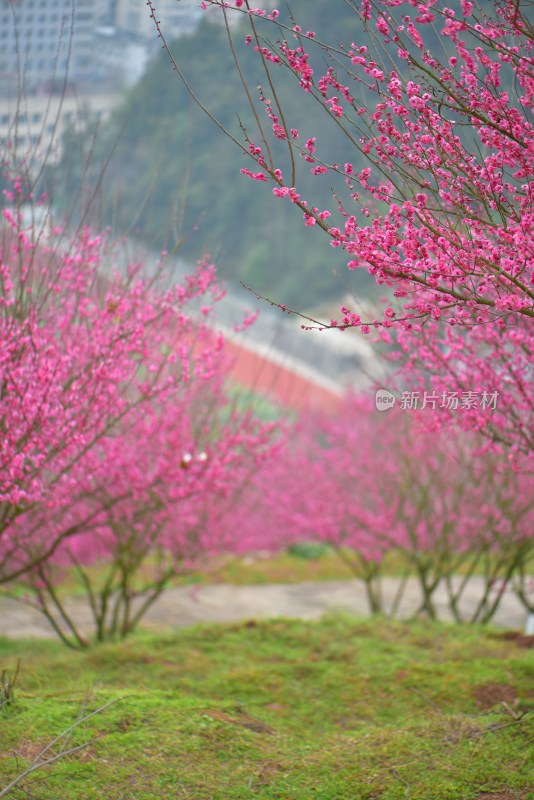 盛开的粉色梅花林