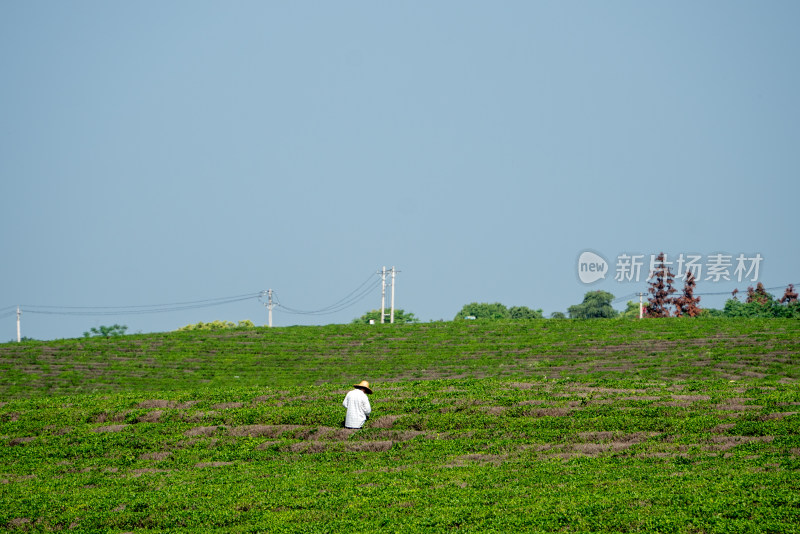 春天茶园采茶