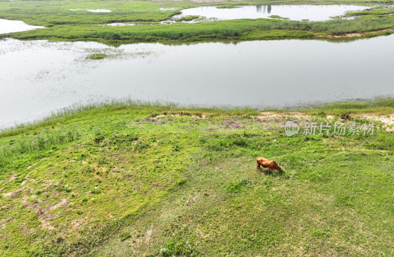 山东枣庄滕州市马河水库湿地风光