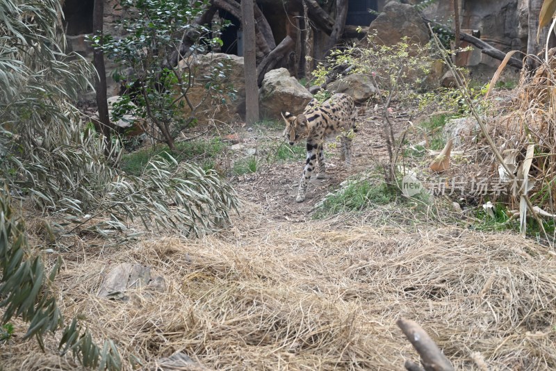 薮猫在自然环境中行走