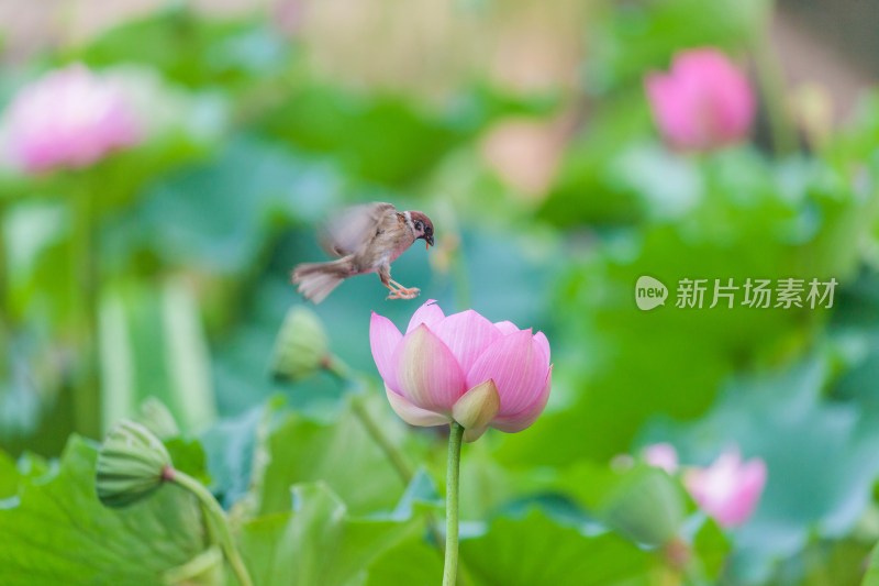 北京紫竹园夏日荷花与麻雀