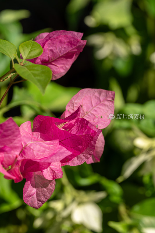 上海辰山植物园叶子花微距特写