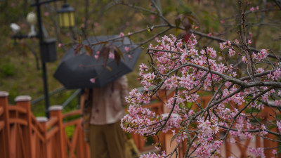 深圳华英景观公园樱花盛开