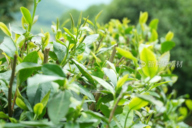 茶树茶叶茶芽