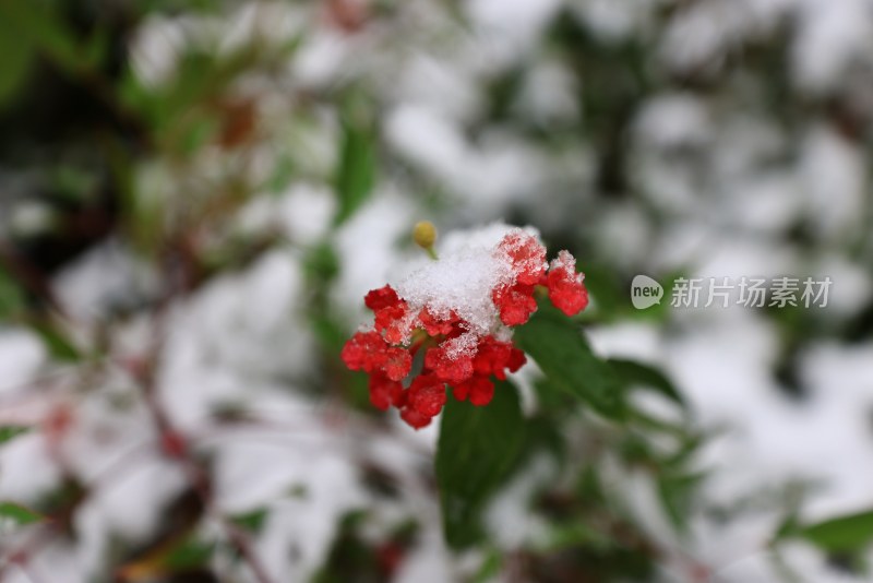 积雪里的红色开花植物马樱丹