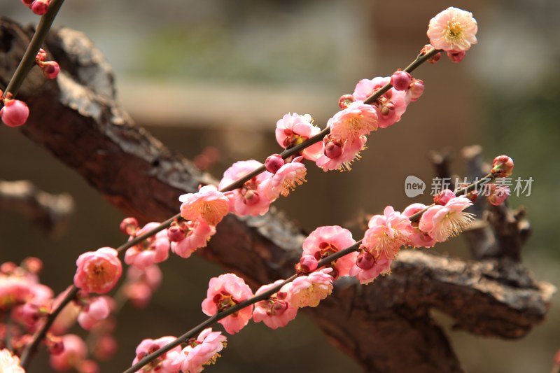 盛开的花朵