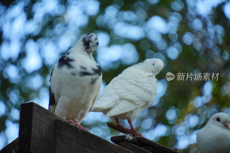 天空的信使