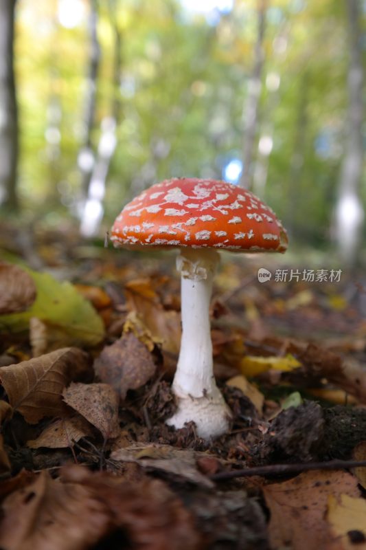 野生菌蘑菇生长环境菌类山菌野生菌