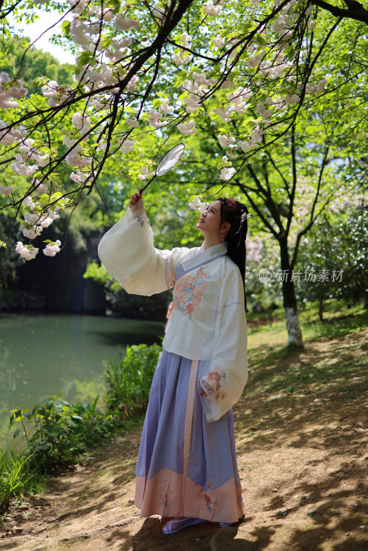 杭州西湖风景区乌龟潭的晚樱和穿汉服的女人