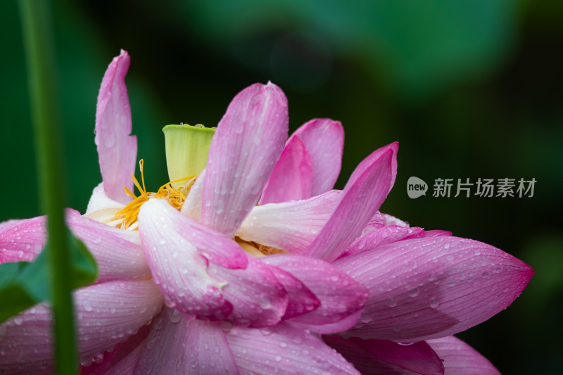 雨露滋润的荷花