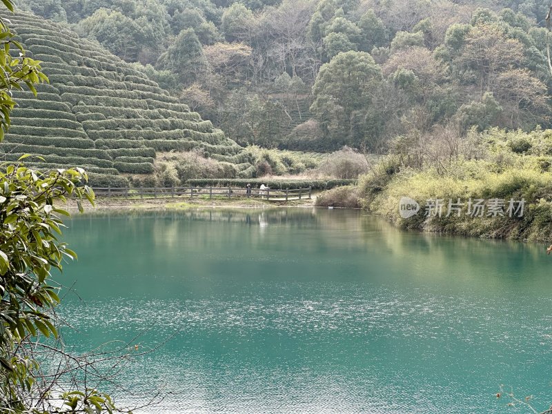 湖边的层层叠叠的茶山自然风光光明寺水库