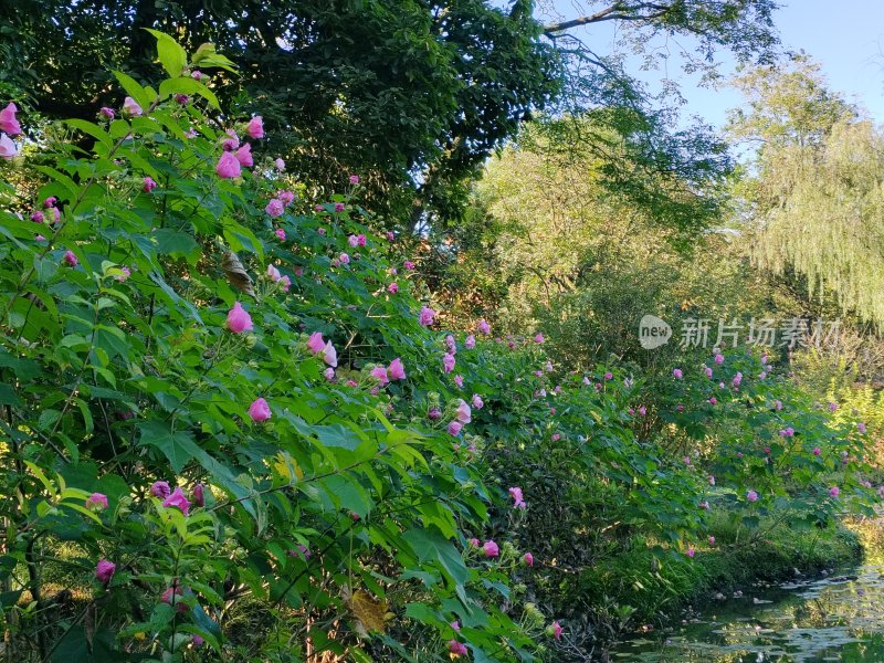 水边繁茂盛开的粉色花朵