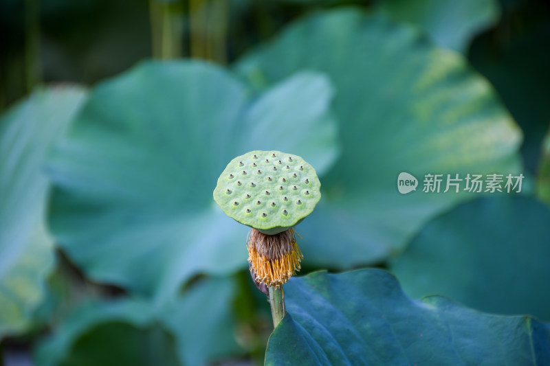 夏日的福州金山公园荷花