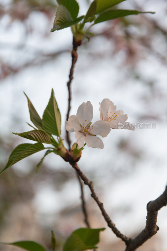 杭州钱塘江樱花大道花朵娇艳