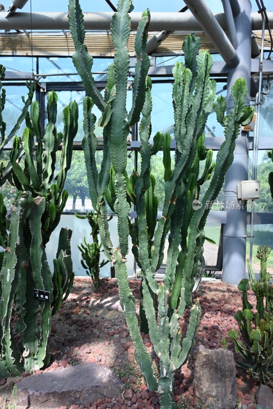 温室内高大仙人掌植物景观