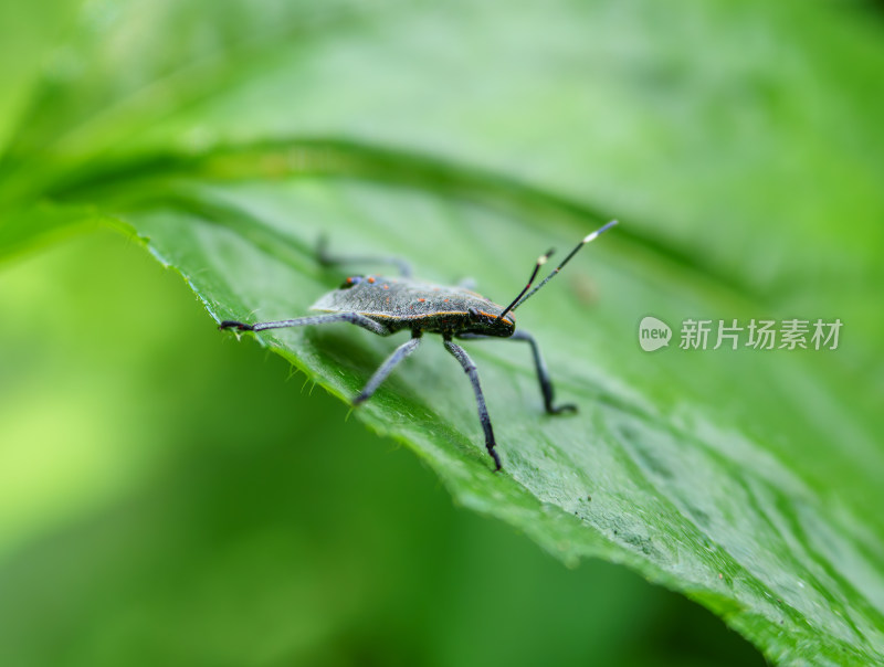 叶上麻皮蝽昆虫特写