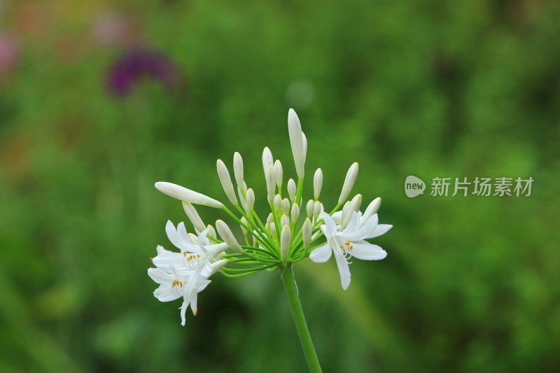 夏天盛开的欧石竹花