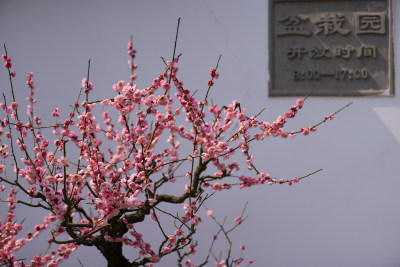 杭州植物园盆摘园的梅花