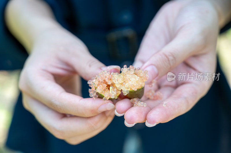 海南三亚热带气候手指柠檬治愈唯美慢镜头