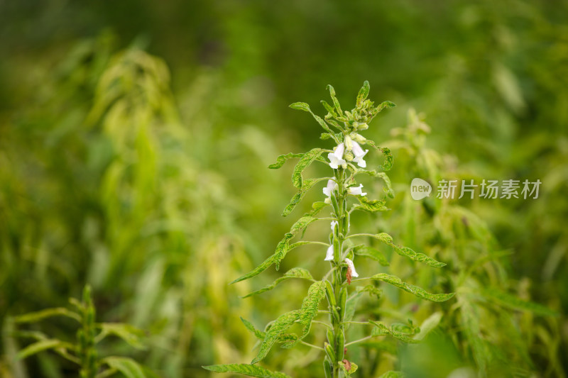 硕果累累的芝麻庄稼特写