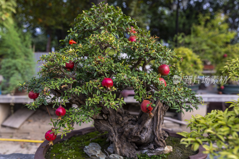 四季花卉盆景格桑花