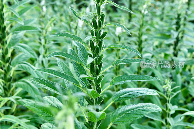 生长中的芝麻，芝麻种植