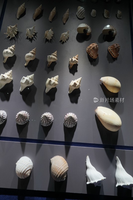海洋馆中各种各样的海螺标本