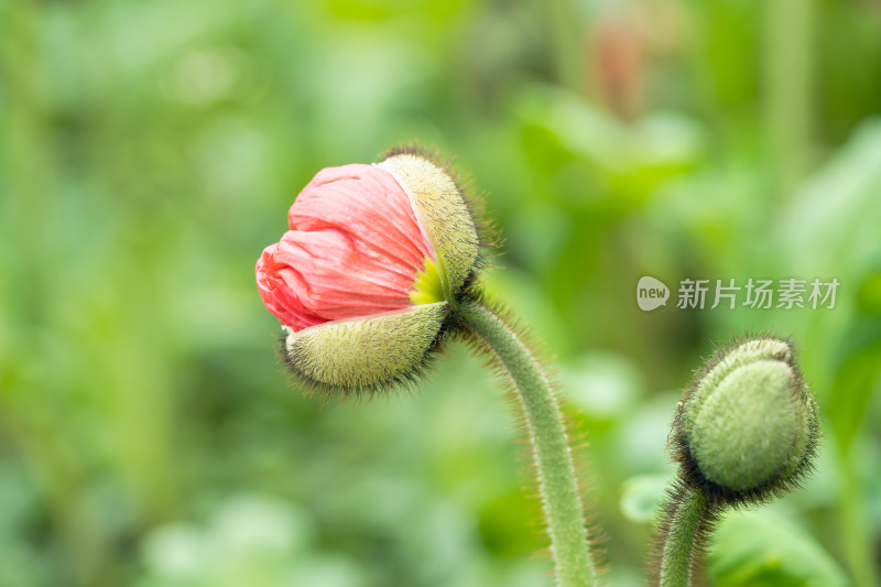 虞美人花骨朵含苞待放