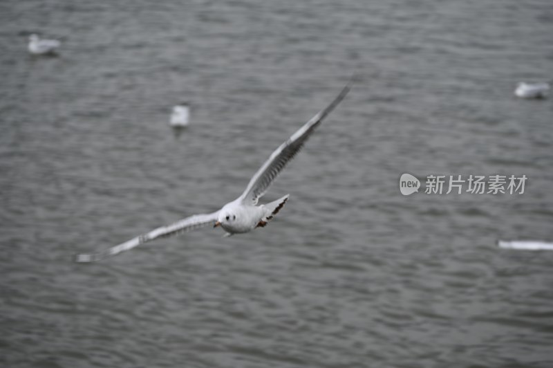 滇池的海鸥