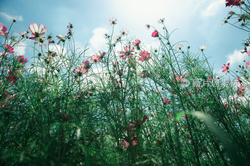 夏日格桑花